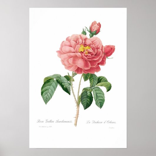 Poster Rosa gallica aurelianensis (Devant)