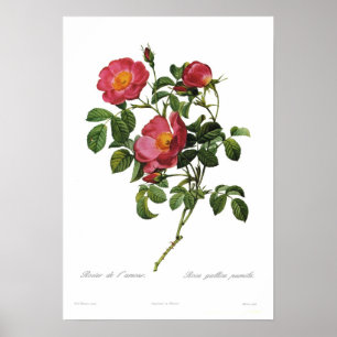 Poster Rosa gallica pumila par Pierre-Joseph Redoute