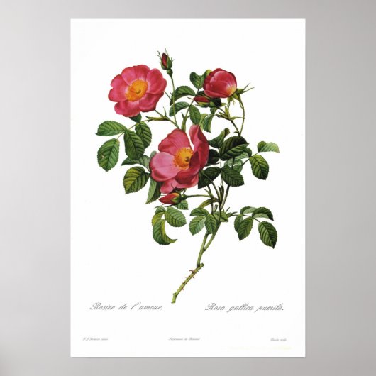 Poster Rosa gallica pumila par Pierre-Joseph Redoute (Devant)