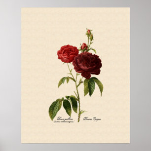 Poster Rosa gallica purpuro-violacée magna
