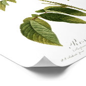 Poster Rosa gallica purpuro-violacée magna (Coin)