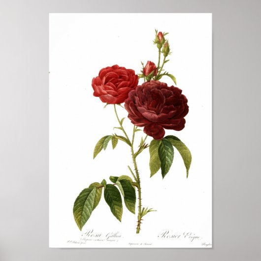 Poster Rosa gallica purpuro-violacée magna (Devant)