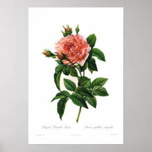 Poster Rosa gallica regalis