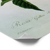 Poster Rosa Gallica Regallis (Coin)