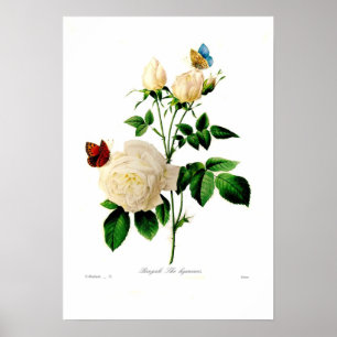 Poster Rosa indica