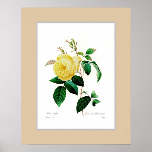 Poster Rosa indica, Bordure personnalisée (Devant)