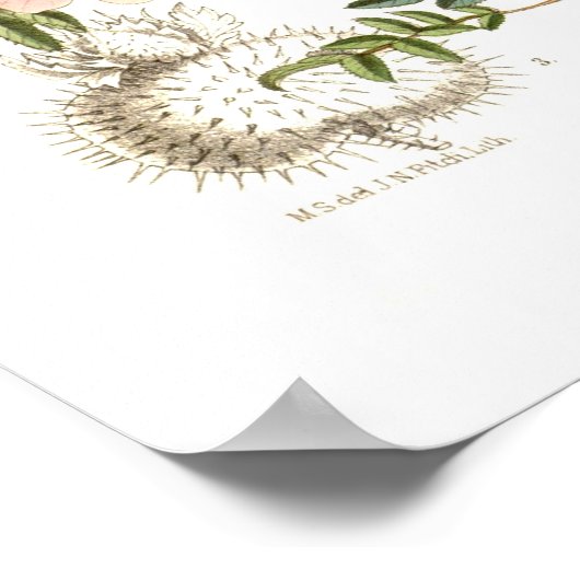 Poster Rosa microphylla (Coin)