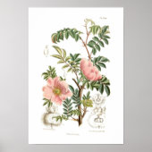 Poster Rosa microphylla (Devant)