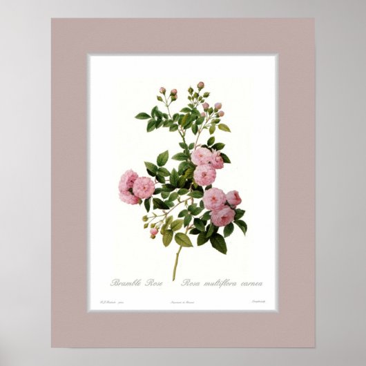 Poster Rosa multiflora, Bordure personnalisée (Devant)
