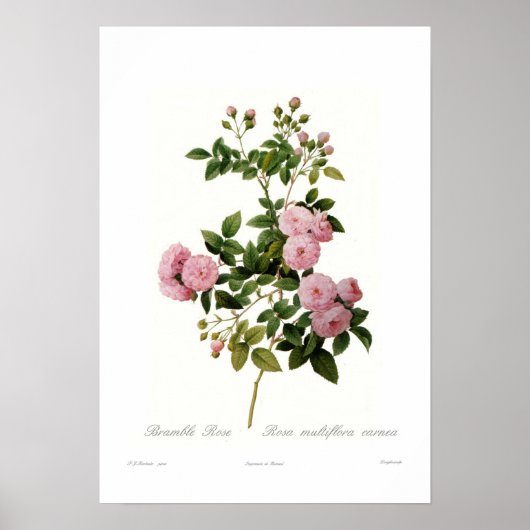 Poster Rosa multiflora carnea(Rose de Bramble) (Devant)