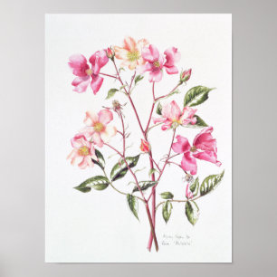 Poster Rosa 'Mutabilis' 1996