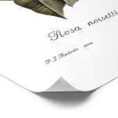 Poster Rosa noisettiana (Coin)