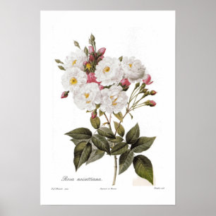 Poster Rosa noisettiana