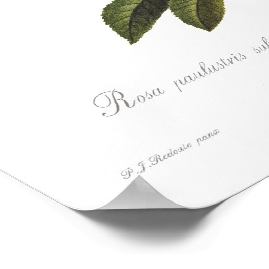 Poster Rosa palustris sub corymbosa (Coin)