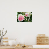 Poster Rosa Pierre de Ronsard (Cuisine)