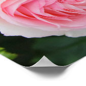 Poster Rosa Pierre de Ronsard (Coin)