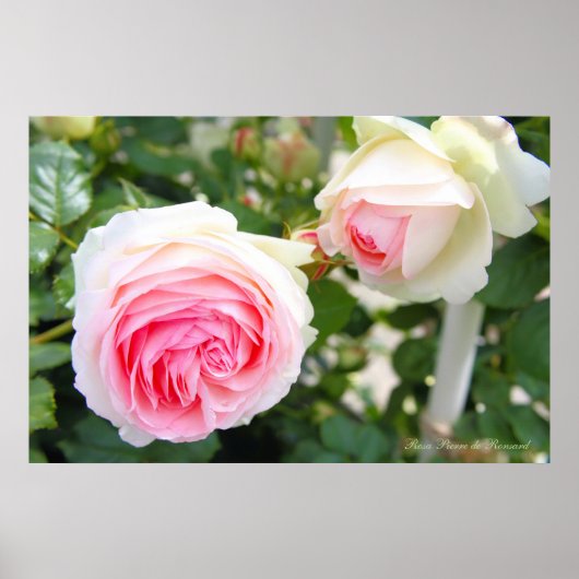 Poster Rosa Pierre de Ronsard [Affiche] (Devant)