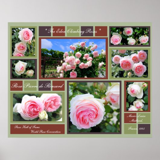 Poster Rosa Pierre de Ronsard [Affiche d'art] (Devant)