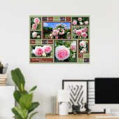 Poster Rosa Pierre de Ronsard [Affiche d'art] (Bureau à domicile)