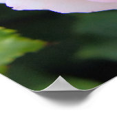 Poster Rosa Pierre de Ronsard [Poster] (Coin)