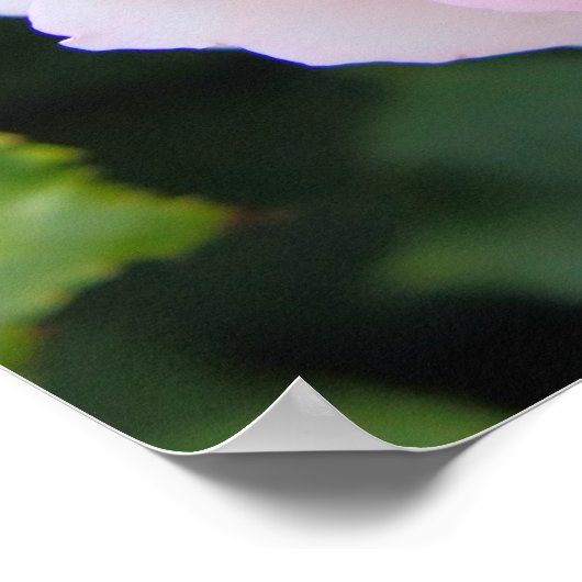 Poster Rosa Pierre de Ronsard [Poster] (Coin)