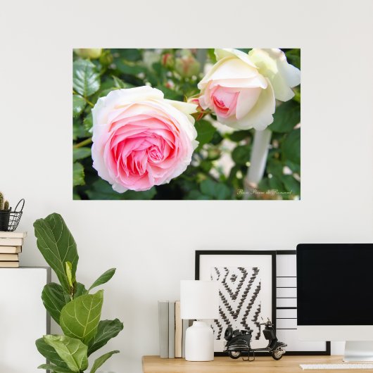 Poster Rosa Pierre de Ronsard [Poster] (Bureau à domicile)