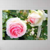 Poster Rosa Pierre de Ronsard [Poster] (Devant)