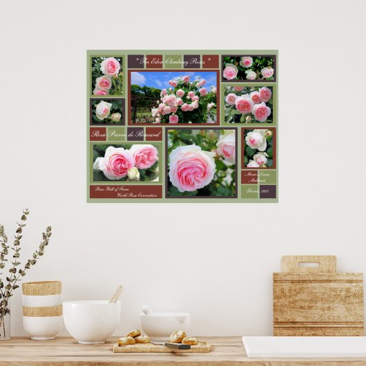 Poster Rosa Pierre de Ronsard [Poster d'Art] (Cuisine)