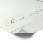 Poster Rosa Pomponia, de 'Les Roses (Coin)