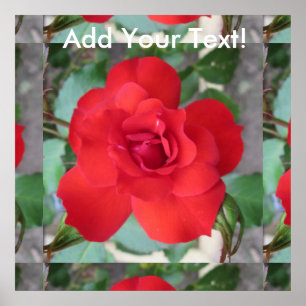 Poster Rosa Roja Flor