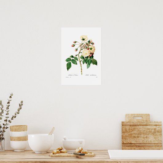 Poster Rosa semperflorens ; Adélaïde d'Orléans (Cuisine)