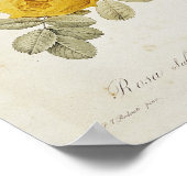 Poster Rosa Sulfurea de 'Les Roses (Coin)