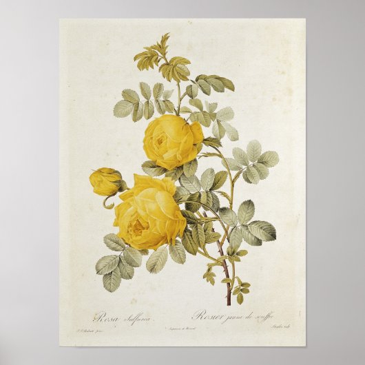 Poster Rosa Sulfurea de 'Les Roses (Devant)