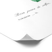 Poster Rosa sulfurée (Coin)