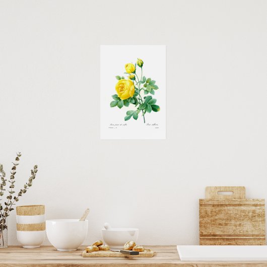 Poster Rosa sulfurée (Cuisine)