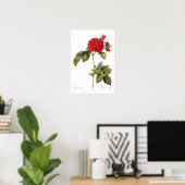 Poster Rosa turbinata (Bureau à domicile)