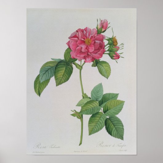 Poster Rosa Turbinata, de, Les Roses, Vol 1, 1817 (Devant)