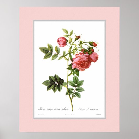 Poster Rosa virginiana, Bordure personnalisée (Devant)