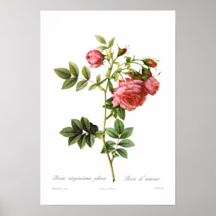 Poster Rosa virginiana plena