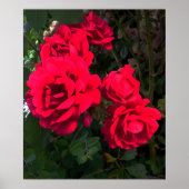 Poster Rosarium de Red Roses (Devant)