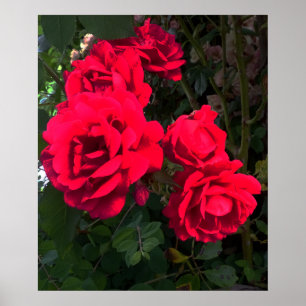 Poster Rosarium de Red Roses