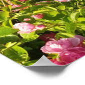 Poster Rosarium fleuri (Coin)