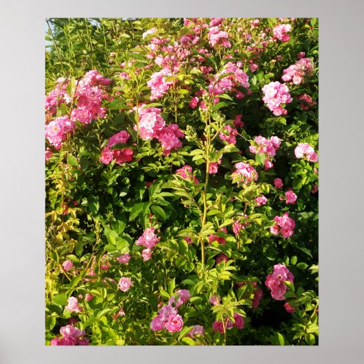 Poster Rosarium fleuri (Devant)