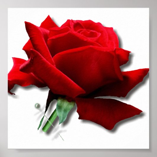 Poster Rose (Devant)