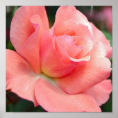 Poster rose (Devant)