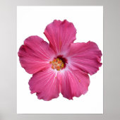 Poster rose (Devant)