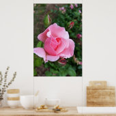 Poster rose (Cuisine)