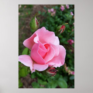 Poster rose