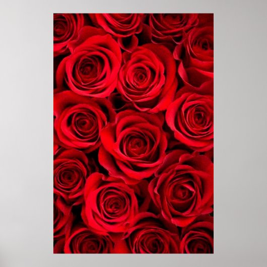 Poster Rose (Devant)
