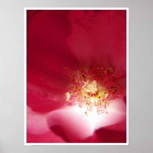 Poster Rose (Devant)